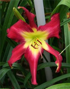 WHIP CITY COOCHIE COOCHIE COO